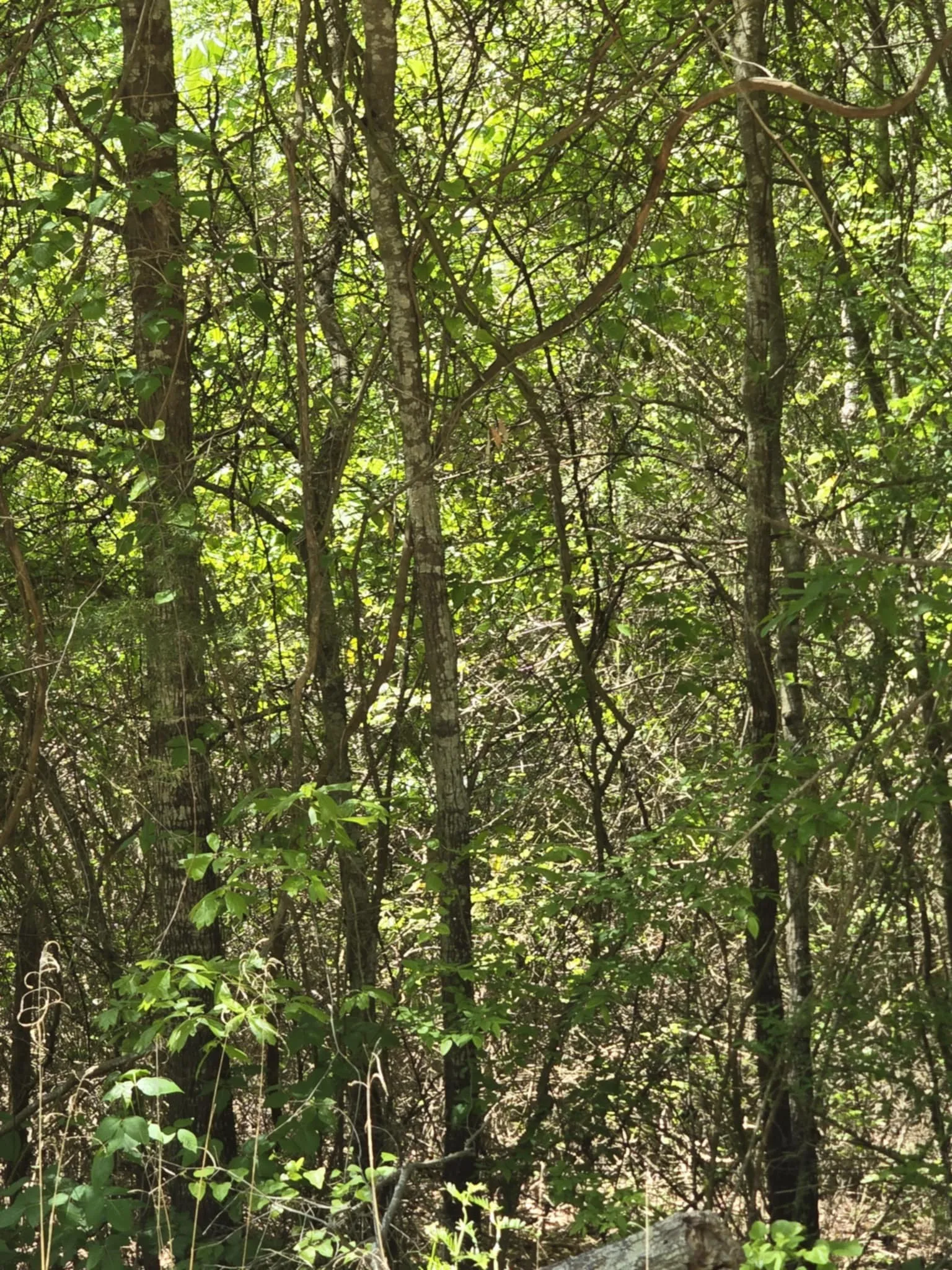 Unimproved Land For Sale in Smith County , TBD County Road 421, Tyler, Texas 75704, 0, 0, Garage spaces, 0 Sqft, built in 0, mls#21303600, Real Estate Agent in Tyler, Homes For Sale in Smith county, Homes For Sale in Tyler, Realtor in Tyler Texas, Real Estate Brokerage Independent Realty Texas, Luminita Cordes Realtor