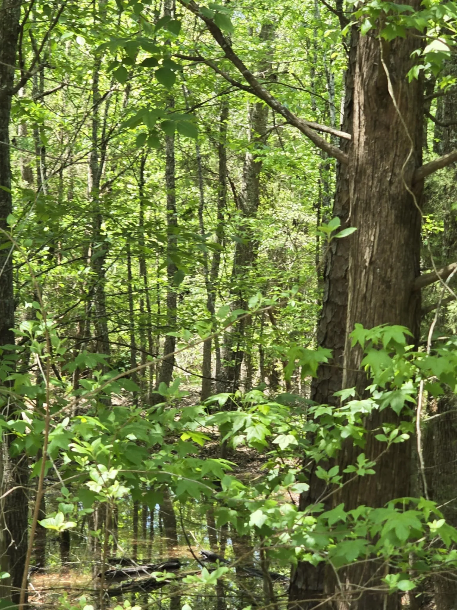 Unimproved Land For Sale in Smith County , TBD County Road 421, Tyler, Texas 75704, 0, 0, Garage spaces, 0 Sqft, built in 0, mls#21303600, Real Estate Agent in Tyler, Homes For Sale in Smith county, Homes For Sale in Tyler, Realtor in Tyler Texas, Real Estate Brokerage Independent Realty Texas, Luminita Cordes Realtor