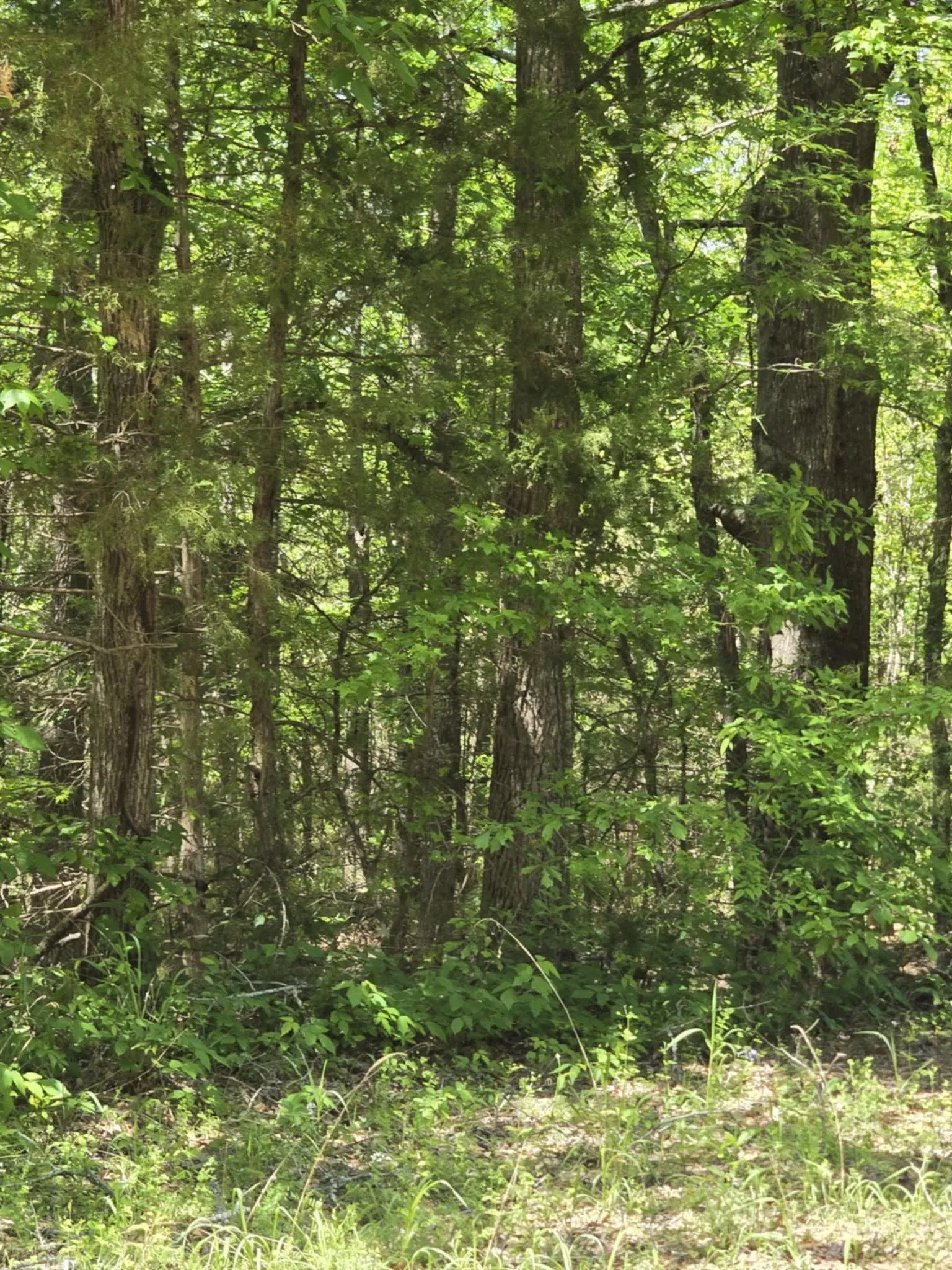 Unimproved Land For Sale in Smith County , TBD County Road 421, Tyler, Texas 75704, 0, 0, Garage spaces, 0 Sqft, built in 0, mls#21303600, Real Estate Agent in Tyler, Homes For Sale in Smith county, Homes For Sale in Tyler, Realtor in Tyler Texas, Real Estate Brokerage Independent Realty Texas, Luminita Cordes Realtor