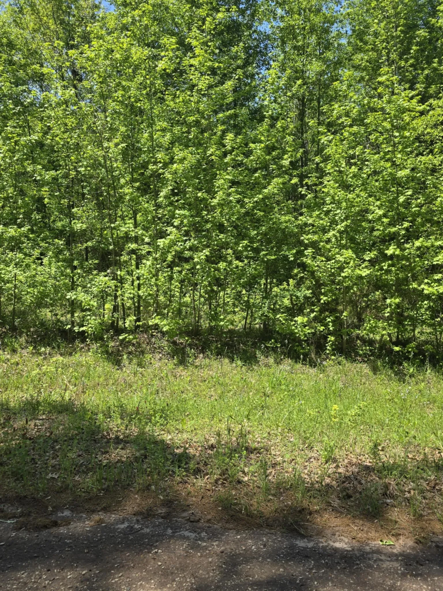 Unimproved Land For Sale in Smith County , TBD County Road 421, Tyler, Texas 75704, 0, 0, Garage spaces, 0 Sqft, built in 0, mls#21303600, Real Estate Agent in Tyler, Homes For Sale in Smith county, Homes For Sale in Tyler, Realtor in Tyler Texas, Real Estate Brokerage Independent Realty Texas, Luminita Cordes Realtor