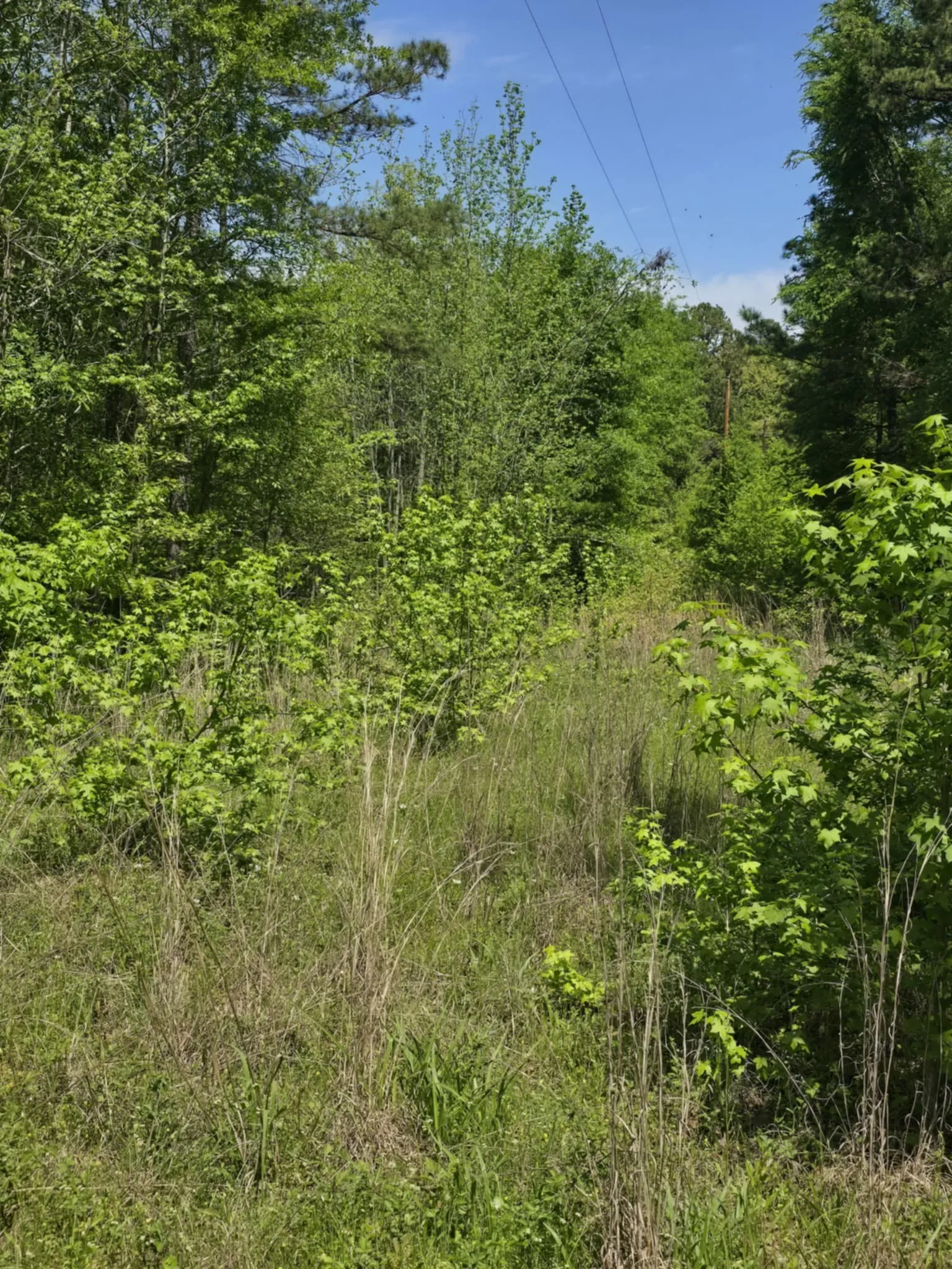 Unimproved Land For Sale in Smith County , TBD County Road 421, Tyler, Texas 75704, 0, 0, Garage spaces, 0 Sqft, built in 0, mls#21303600, Real Estate Agent in Tyler, Homes For Sale in Smith county, Homes For Sale in Tyler, Realtor in Tyler Texas, Real Estate Brokerage Independent Realty Texas, Luminita Cordes Realtor