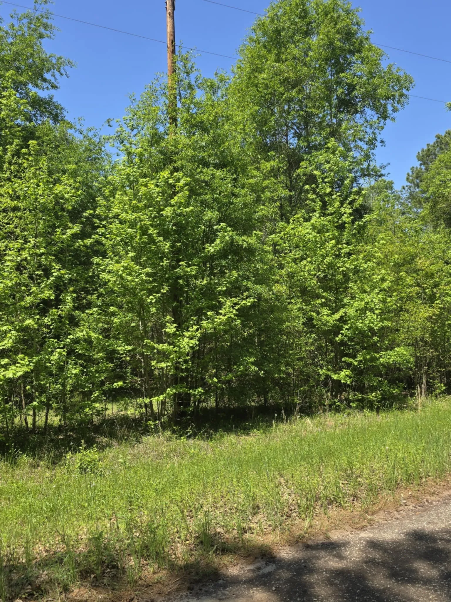 Unimproved Land For Sale in Smith County , TBD County Road 421, Tyler, Texas 75704, 0, 0, Garage spaces, 0 Sqft, built in 0, mls#21303600, Real Estate Agent in Tyler, Homes For Sale in Smith county, Homes For Sale in Tyler, Realtor in Tyler Texas, Real Estate Brokerage Independent Realty Texas, Luminita Cordes Realtor