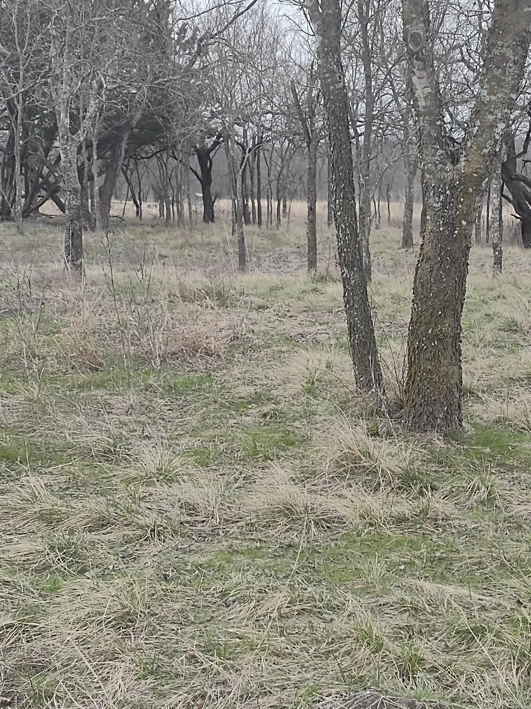 Unimproved Land For Sale in Hill County , 138 PR 226 Road, Whitney, Texas 76692, 0, 0, Garage spaces, 0 Sqft, built in 0, Price $39,900, mls#21307138, Real Estate Agent in Whitney, Homes For Sale in Hill county, Homes For Sale in Whitney, Realtor in Whitney Texas, Real Estate Brokerage Independent Realty Texas, Luminita Cordes Realtor