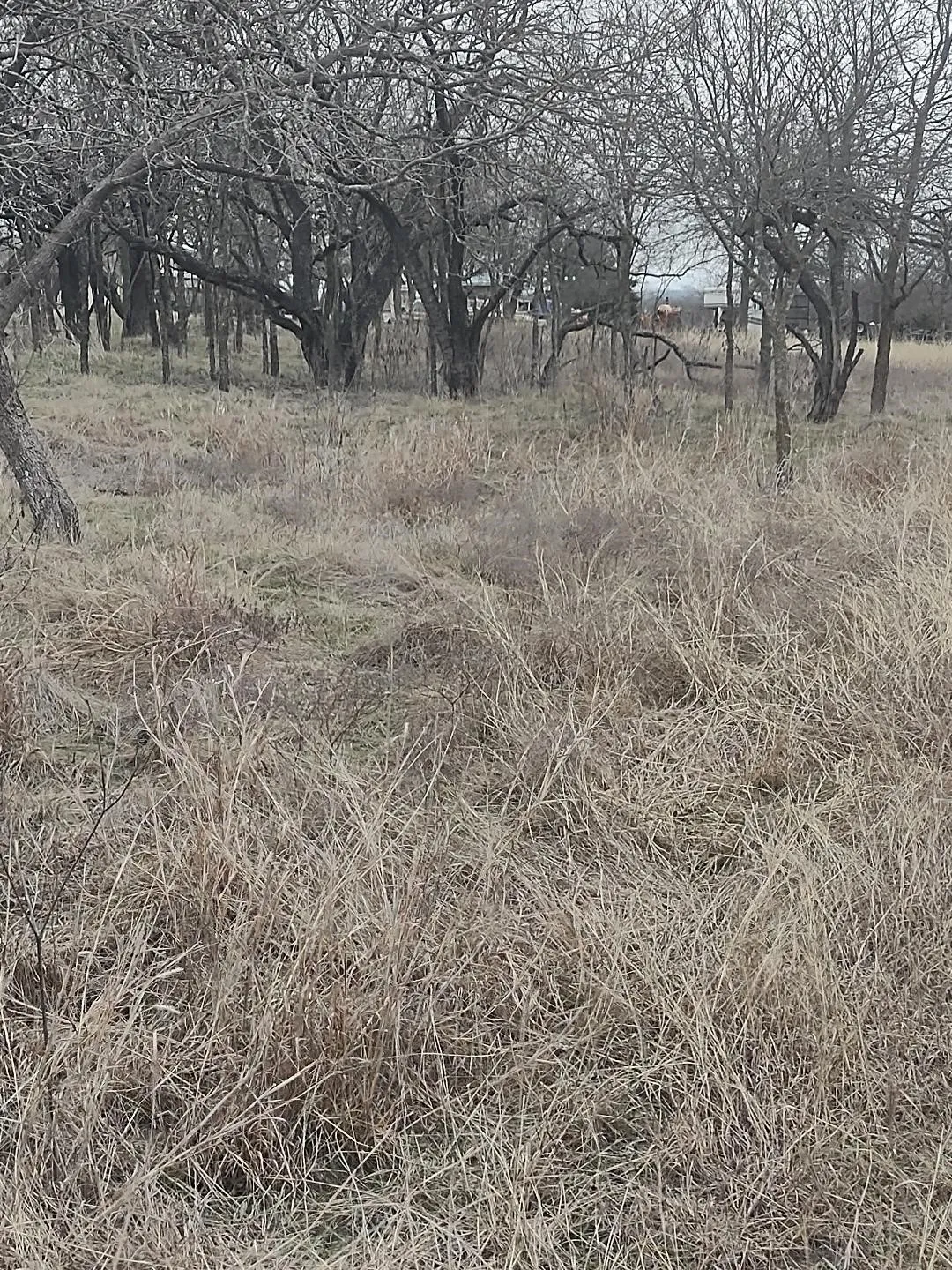 Unimproved Land For Sale in Hill County , 138 PR 226 Road, Whitney, Texas 76692, 0, 0, Garage spaces, 0 Sqft, built in 0, Price $39,900, mls#21307138, Real Estate Agent in Whitney, Homes For Sale in Hill county, Homes For Sale in Whitney, Realtor in Whitney Texas, Real Estate Brokerage Independent Realty Texas, Luminita Cordes Realtor