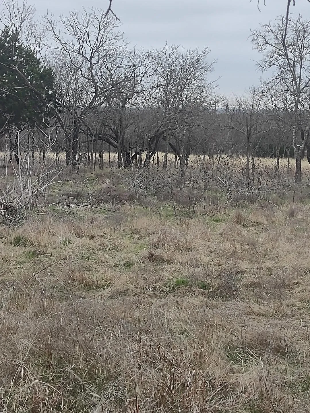 Unimproved Land For Sale in Hill County , 138 PR 226 Road, Whitney, Texas 76692, 0, 0, Garage spaces, 0 Sqft, built in 0, Price $39,900, mls#21307138, Real Estate Agent in Whitney, Homes For Sale in Hill county, Homes For Sale in Whitney, Realtor in Whitney Texas, Real Estate Brokerage Independent Realty Texas, Luminita Cordes Realtor
