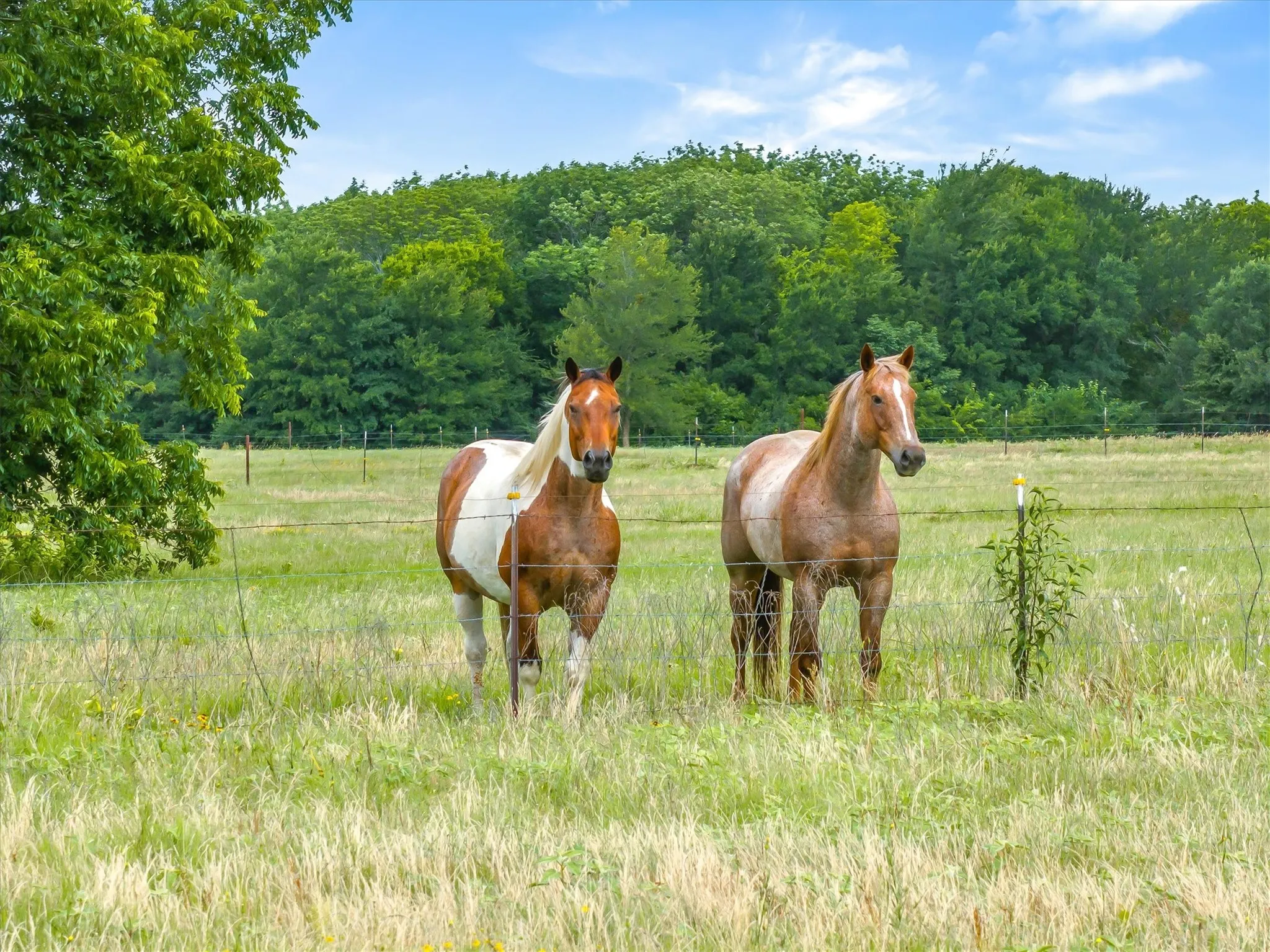 Ranch For Sale in Rains County , TBD FM 2737, Lone Oak, Texas 75453, 0, 0, Garage spaces, 0 Sqft, built in 0, mls#21293120, Real Estate Agent in Lone Oak, Homes For Sale in Rains county, Homes For Sale in Lone Oak, Realtor in Lone Oak Texas, Real Estate Brokerage Independent Realty Texas, Luminita Cordes Realtor