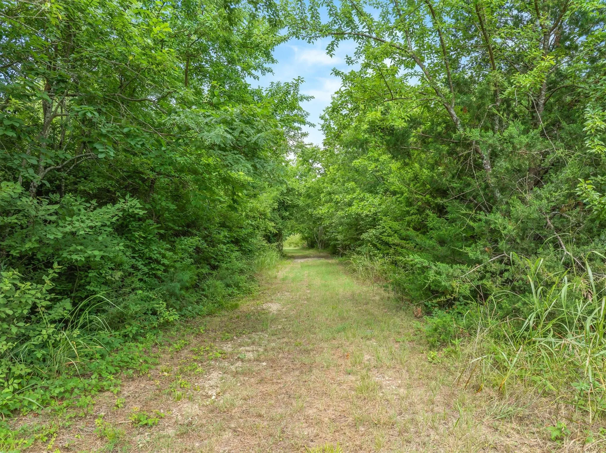 Trails are cut throughout the ranch for easy access to hunting blinds, feeders, and for ATV or horseback access through property.