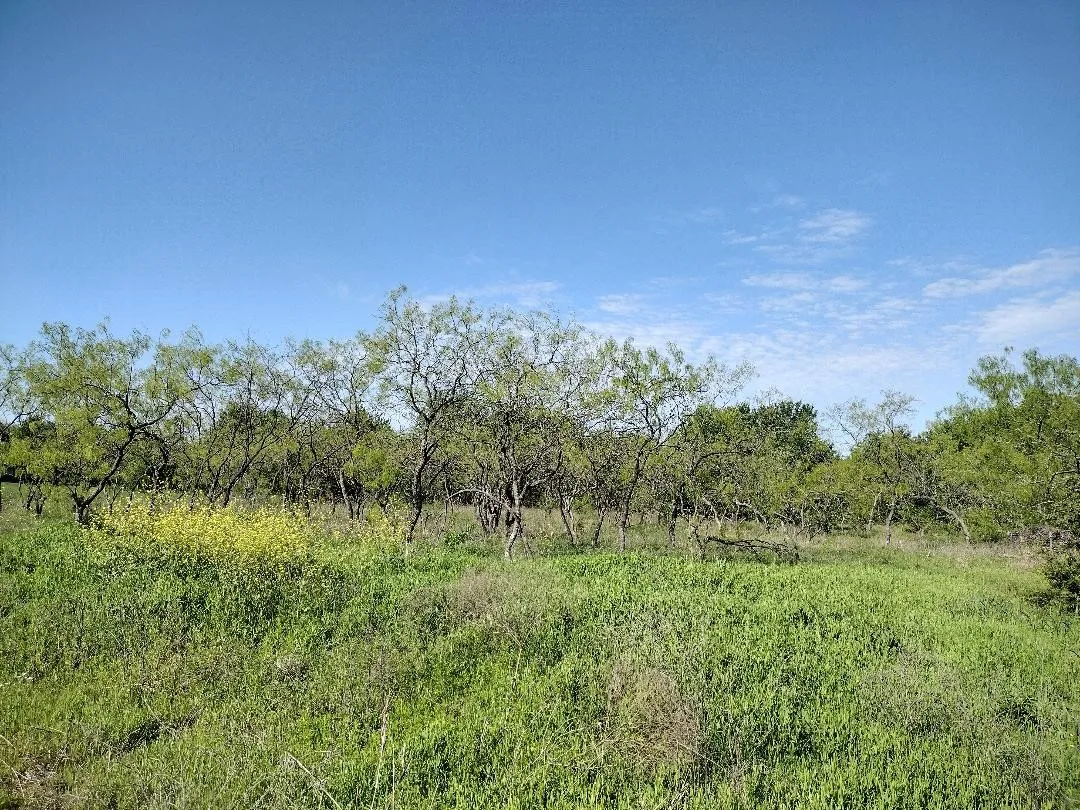 Front middle. Clear the Mesquite trees to the back tree line and build your dream home.