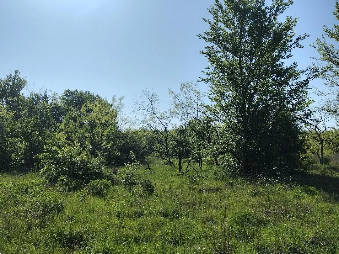 Back middle flat "party" area. Take out some of these smaller trees and open up several possibilities.
