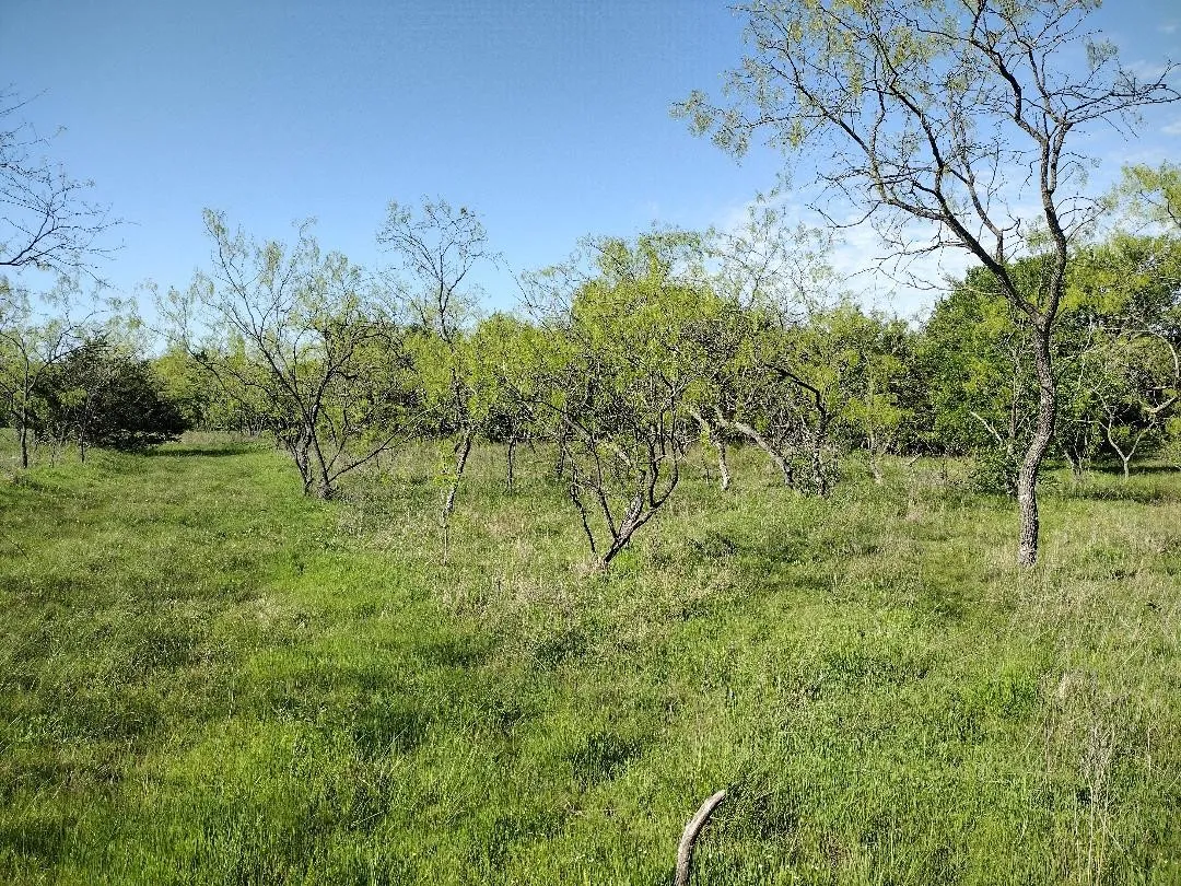 Headed down the right property line almost at the tree line. Again, take out the Mesquite trees and build to your hearts content