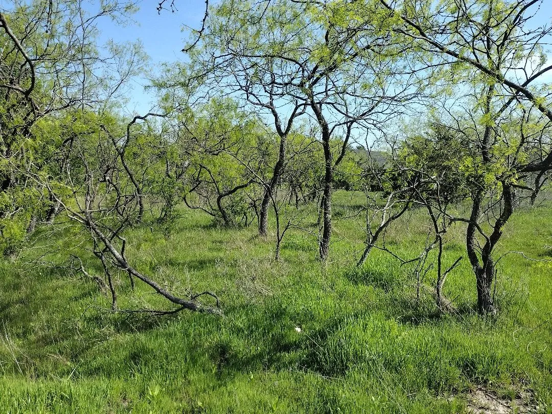 Middle left property line looking down the tree line on the left. Take out the Mesquites on the right going back to the front.