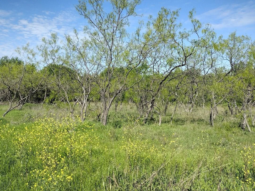 Left side property line looking at the approaching tree line/back yard.