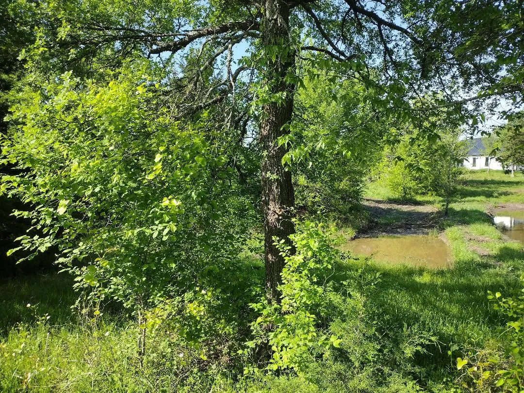 Right property line looking toward the back right hand corner. The pond is on the next lot over