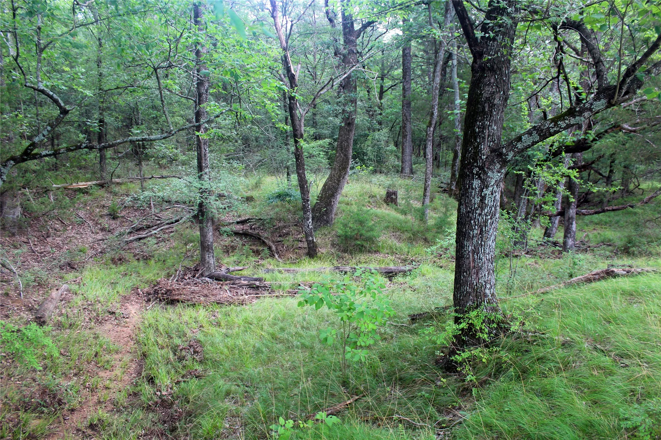 Ranch For Sale in Navarro County , TBD County Road 4090, Kerens, Texas 75144, 0, 0, Garage spaces, 0 Sqft, built in 0, mls#21307069, Real Estate Agent in Kerens, Homes For Sale in Navarro county, Homes For Sale in Kerens, Realtor in Kerens Texas, Real Estate Brokerage Independent Realty Texas, Luminita Cordes Realtor