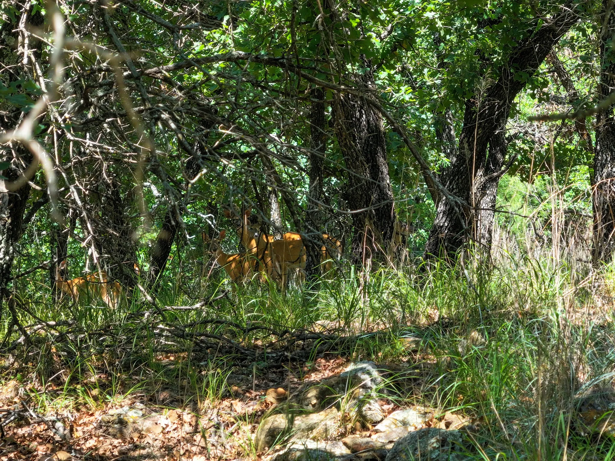 Ranch For Sale in Jack County , 18156 Hwy 281 N, Jacksboro, Texas 76458, 0, 0, Garage spaces, 0 Sqft, built in 1999, mls#21302585, Real Estate Agent in Jacksboro, Homes For Sale in Jack county, Homes For Sale in Jacksboro, Realtor in Jacksboro Texas, Real Estate Brokerage Independent Realty Texas, Luminita Cordes Realtor
