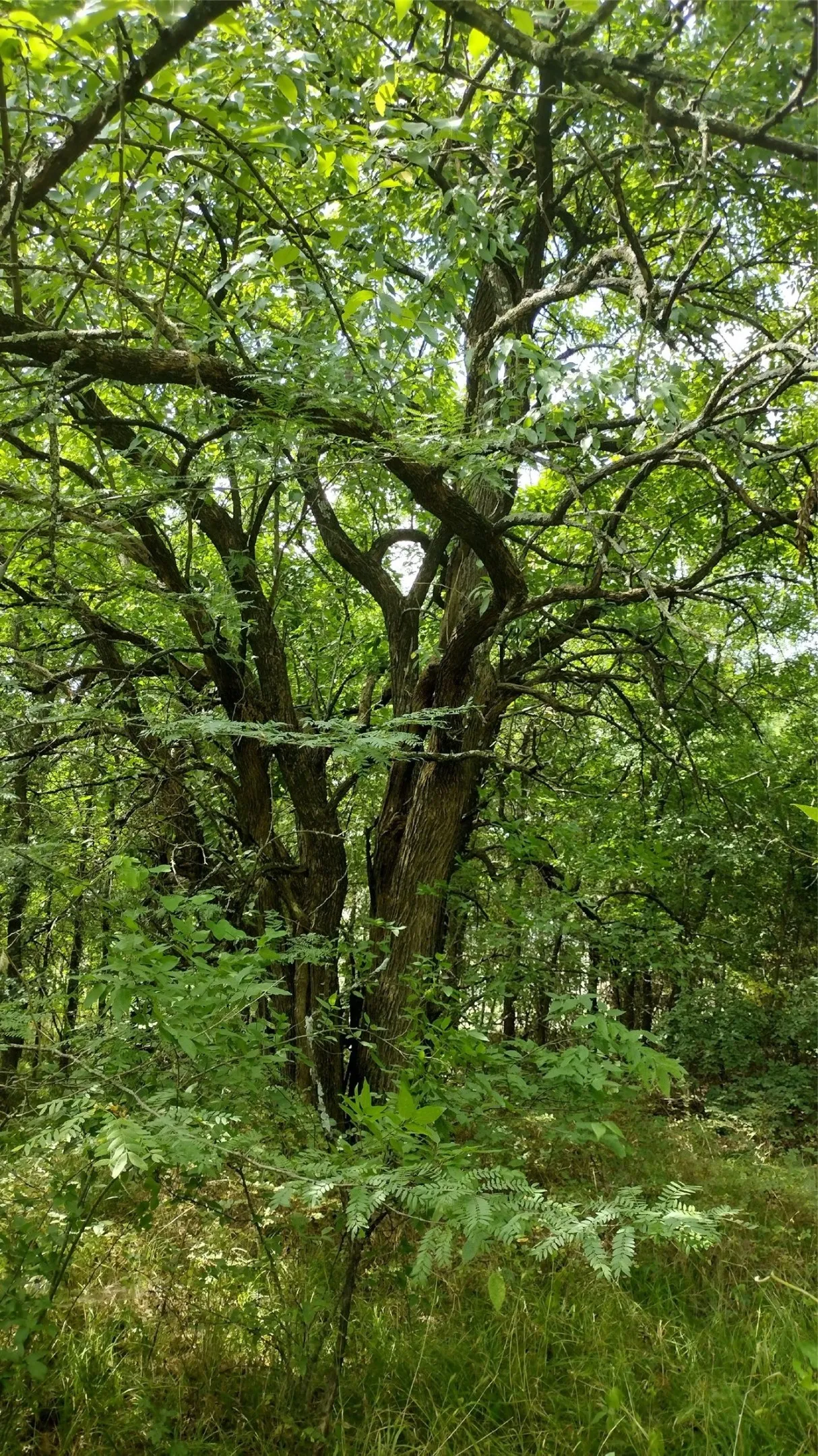 A truly unique anchor tree. The house would go somewhere in the foreground and the street beyond