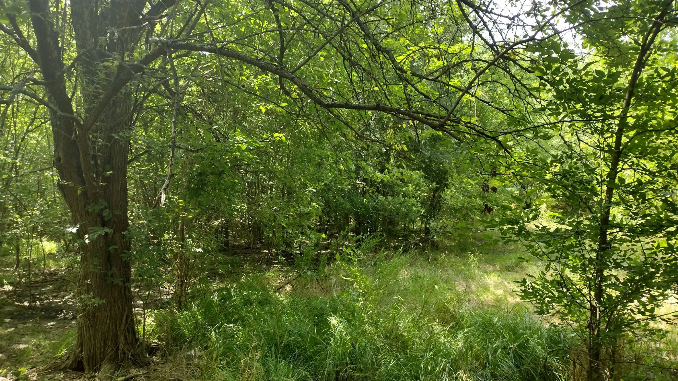 Old fence line that has tons of tress on it. Cut yourself an arch and go between 3 distinct sections