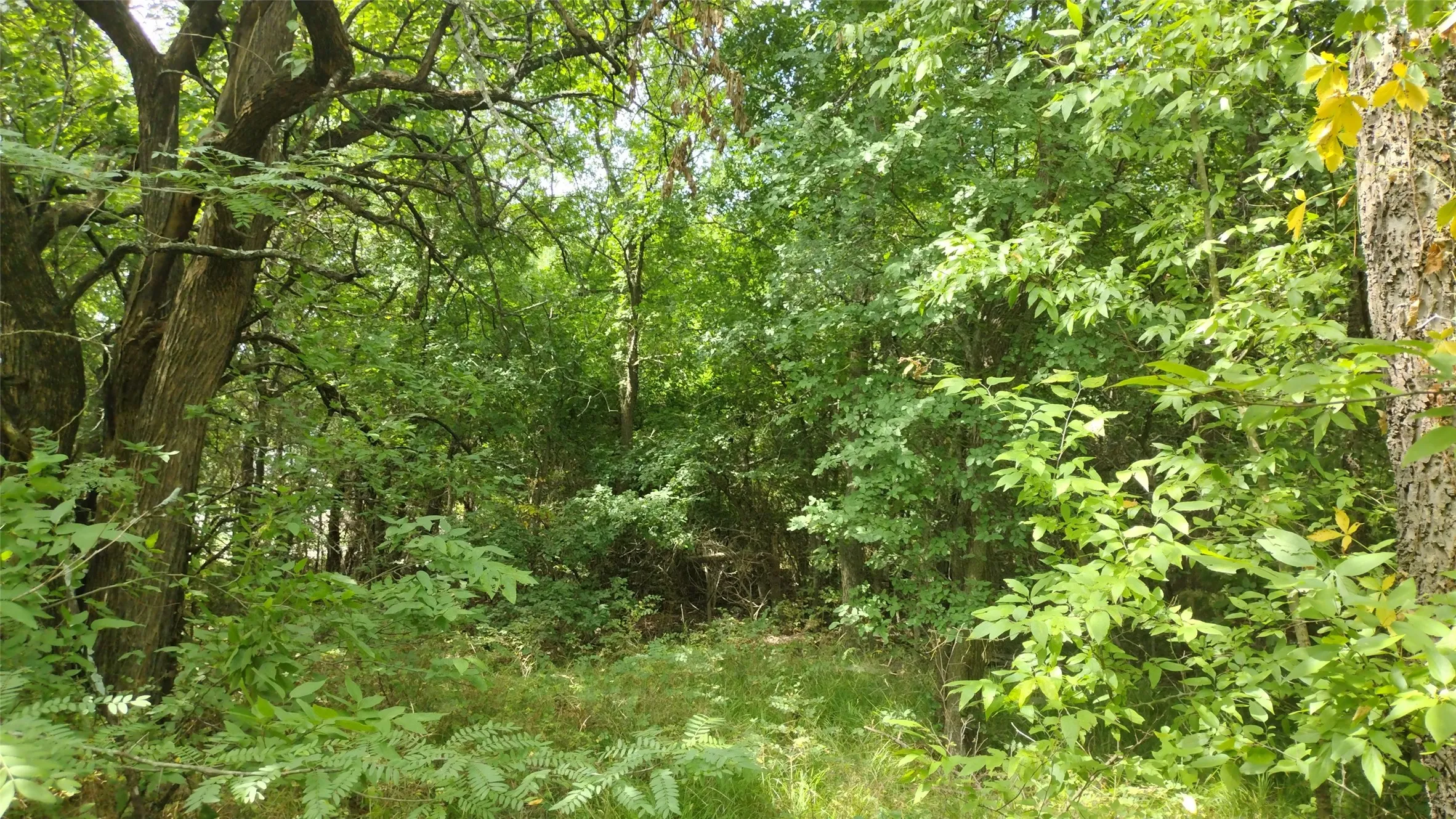 It's not nearly as dense as it appears. A bobcat would make short order of all the forearm sized trees.