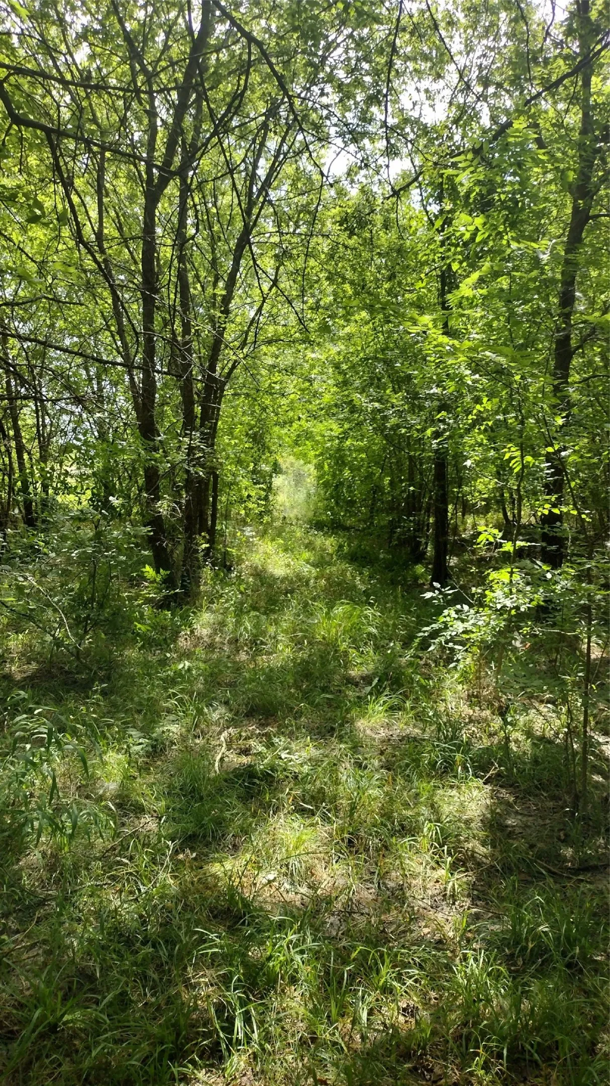 Old farm road. The treed fence line is just to the right