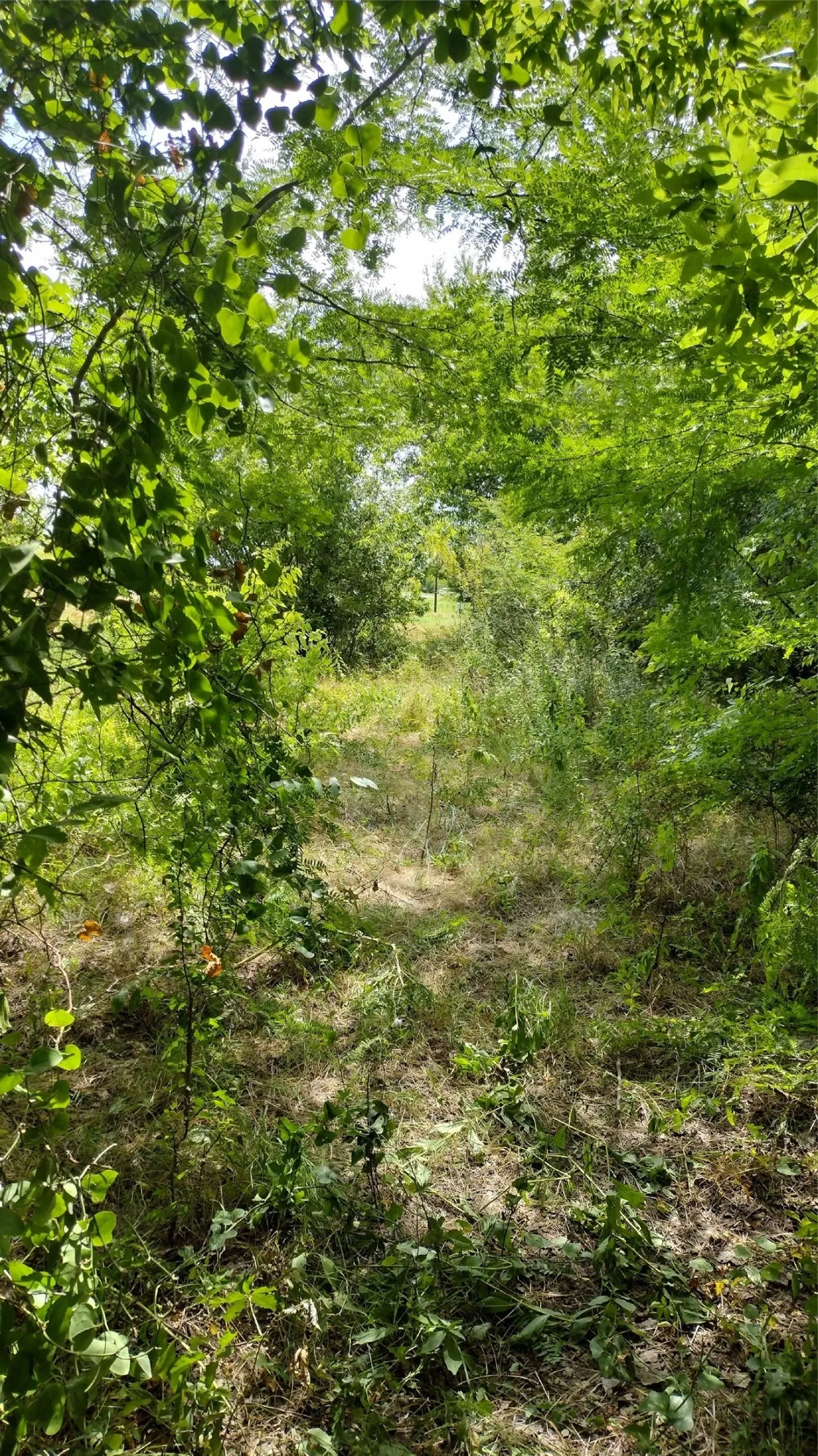 Improved Land For Sale in Hunt County , 6266 Turkey Oak, Royse City, Texas 75189, 0, 0, Garage spaces, 0 Sqft, built in 0, mls#21307836, Real Estate Agent in Royse City, Homes For Sale in Hunt county, Homes For Sale in Royse City, Realtor in Royse City Texas, Real Estate Brokerage Independent Realty Texas, Luminita Cordes Realtor