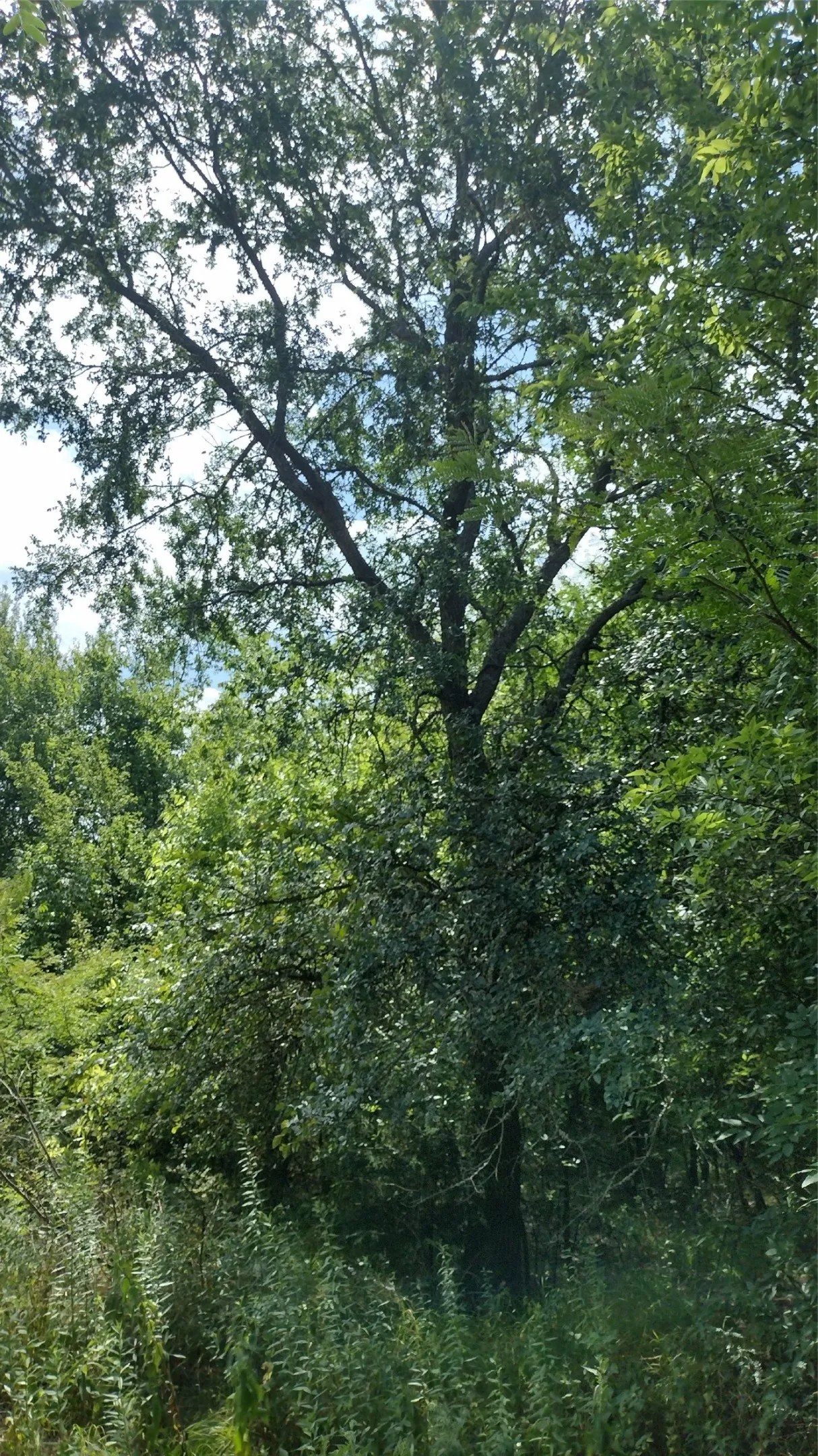 Improved Land For Sale in Hunt County , 6266 Turkey Oak, Royse City, Texas 75189, 0, 0, Garage spaces, 0 Sqft, built in 0, mls#21307836, Real Estate Agent in Royse City, Homes For Sale in Hunt county, Homes For Sale in Royse City, Realtor in Royse City Texas, Real Estate Brokerage Independent Realty Texas, Luminita Cordes Realtor
