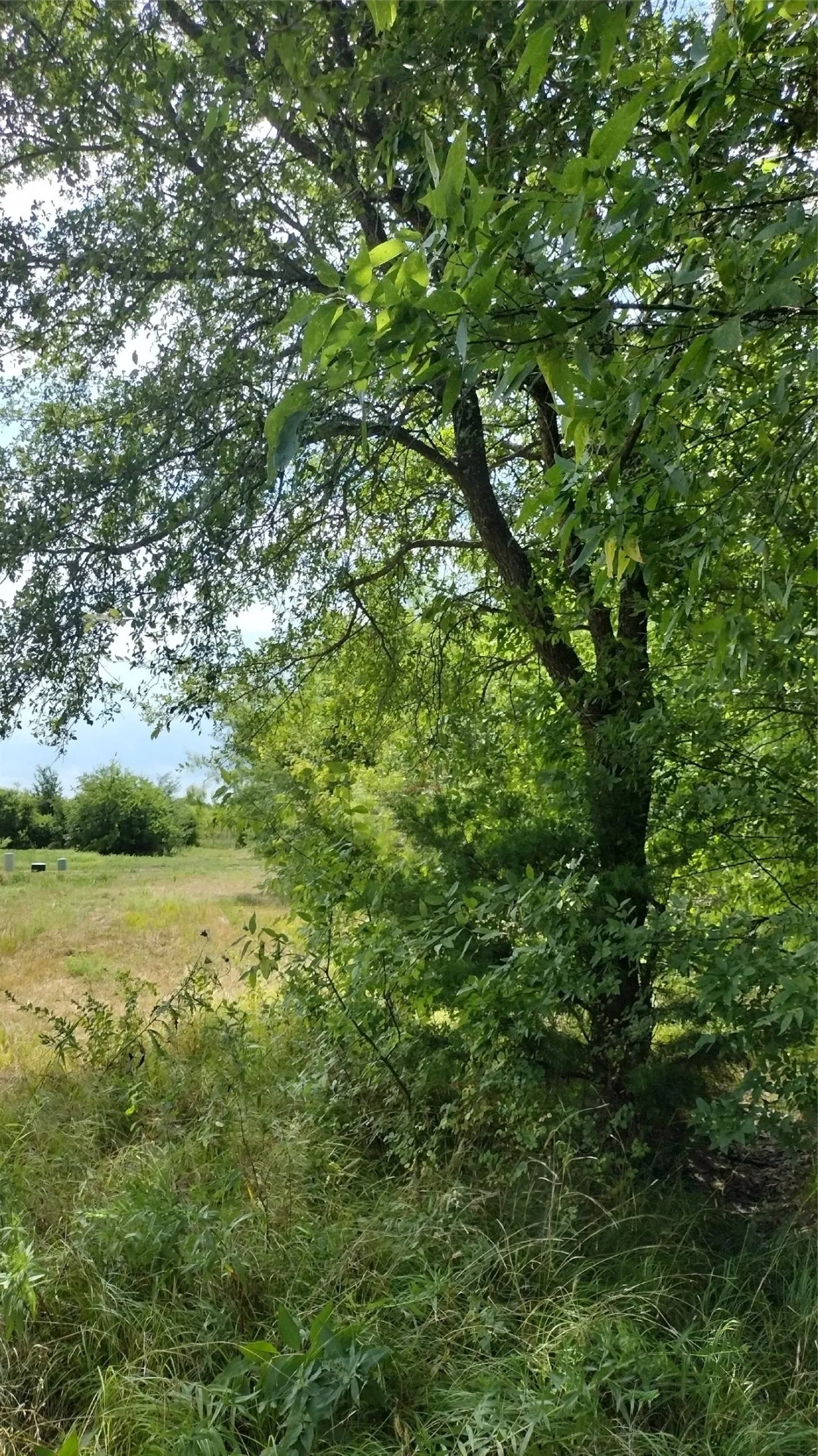 Back of the property