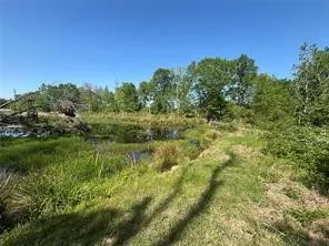 Natural landscape featuring a pond surrounded by tall grasses and mature trees, with a clear blue sky overhead