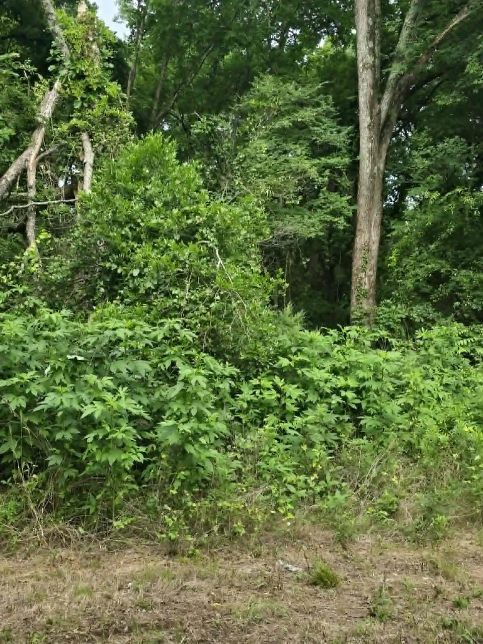 Unimproved Land For Sale in Morris County , TBD Sellars Street, Daingerfield, Texas 75638, 0, 0, Garage spaces, 0 Sqft, built in 0, mls#21308047, Real Estate Agent in Daingerfield, Homes For Sale in Morris county, Homes For Sale in Daingerfield, Realtor in Daingerfield Texas, Real Estate Brokerage Independent Realty Texas, Luminita Cordes Realtor