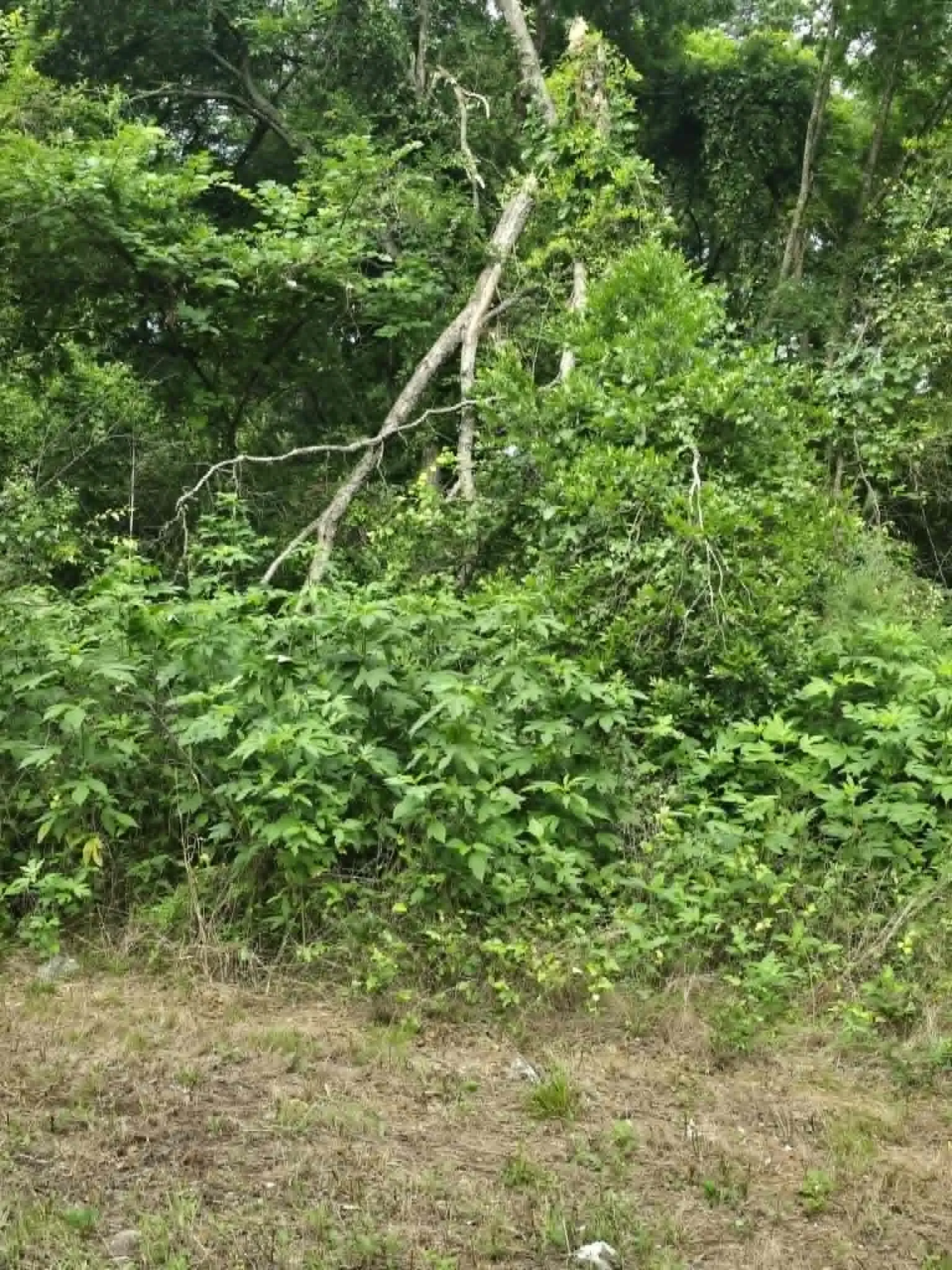 Unimproved Land For Sale in Morris County , TBD Sellars Street, Daingerfield, Texas 75638, 0, 0, Garage spaces, 0 Sqft, built in 0, mls#21308047, Real Estate Agent in Daingerfield, Homes For Sale in Morris county, Homes For Sale in Daingerfield, Realtor in Daingerfield Texas, Real Estate Brokerage Independent Realty Texas, Luminita Cordes Realtor