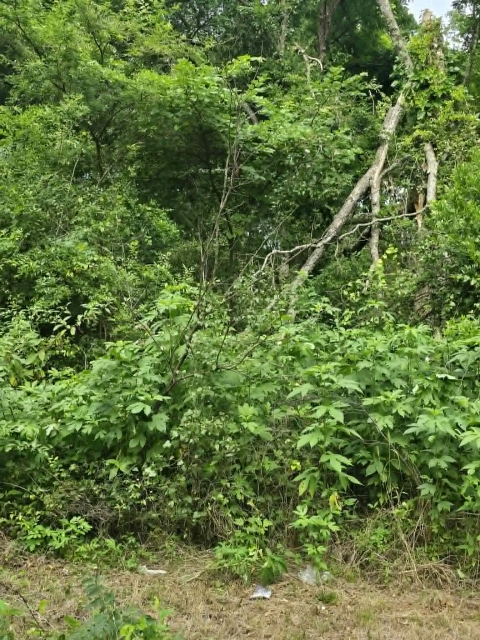 Unimproved Land For Sale in Morris County , TBD Sellars Street, Daingerfield, Texas 75638, 0, 0, Garage spaces, 0 Sqft, built in 0, mls#21308047, Real Estate Agent in Daingerfield, Homes For Sale in Morris county, Homes For Sale in Daingerfield, Realtor in Daingerfield Texas, Real Estate Brokerage Independent Realty Texas, Luminita Cordes Realtor