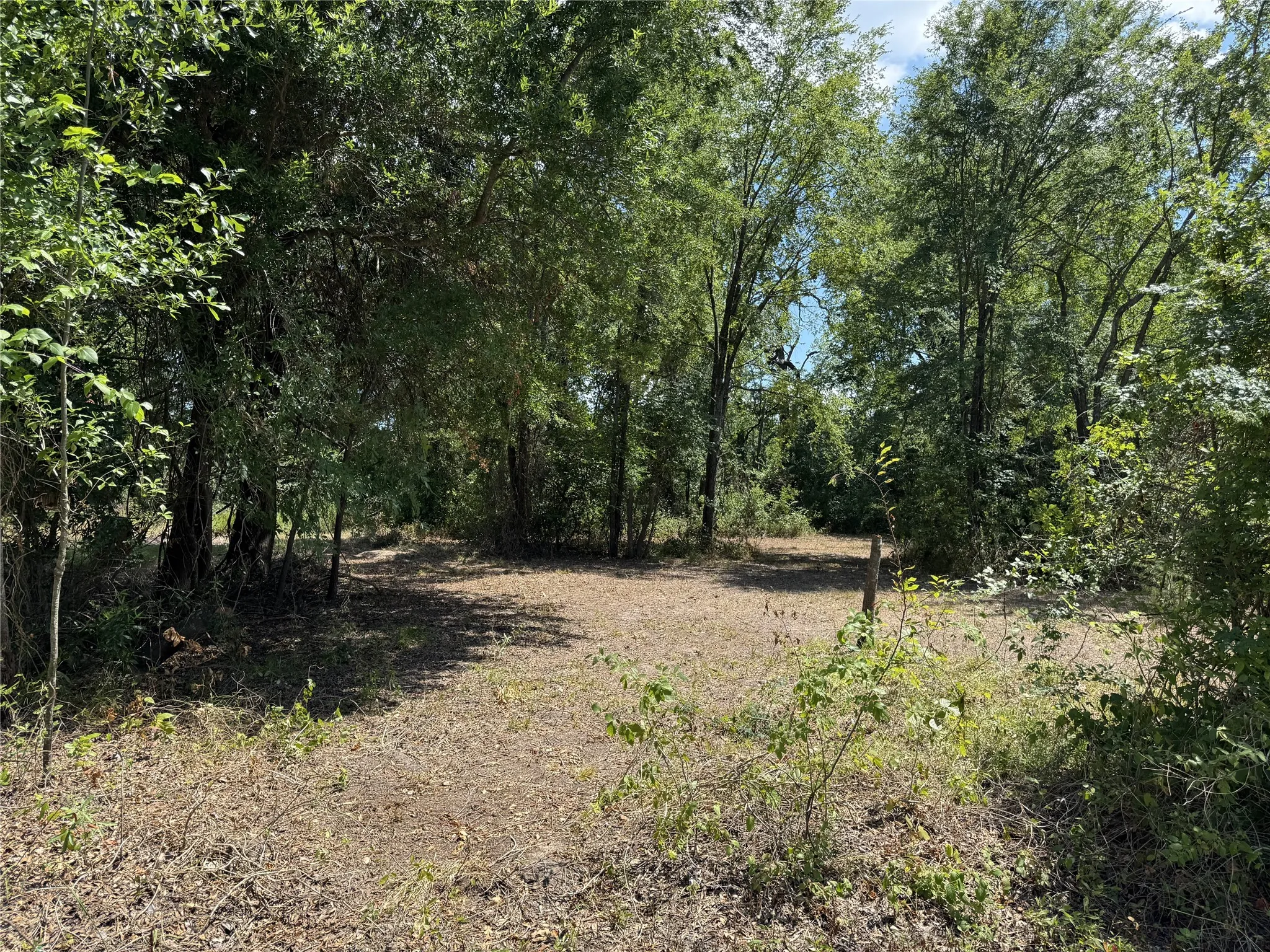 Wooded lot featuring mature trees and a cleared central area
