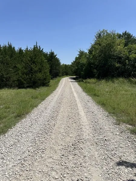 Gravel road lined with mature trees and natural grassland