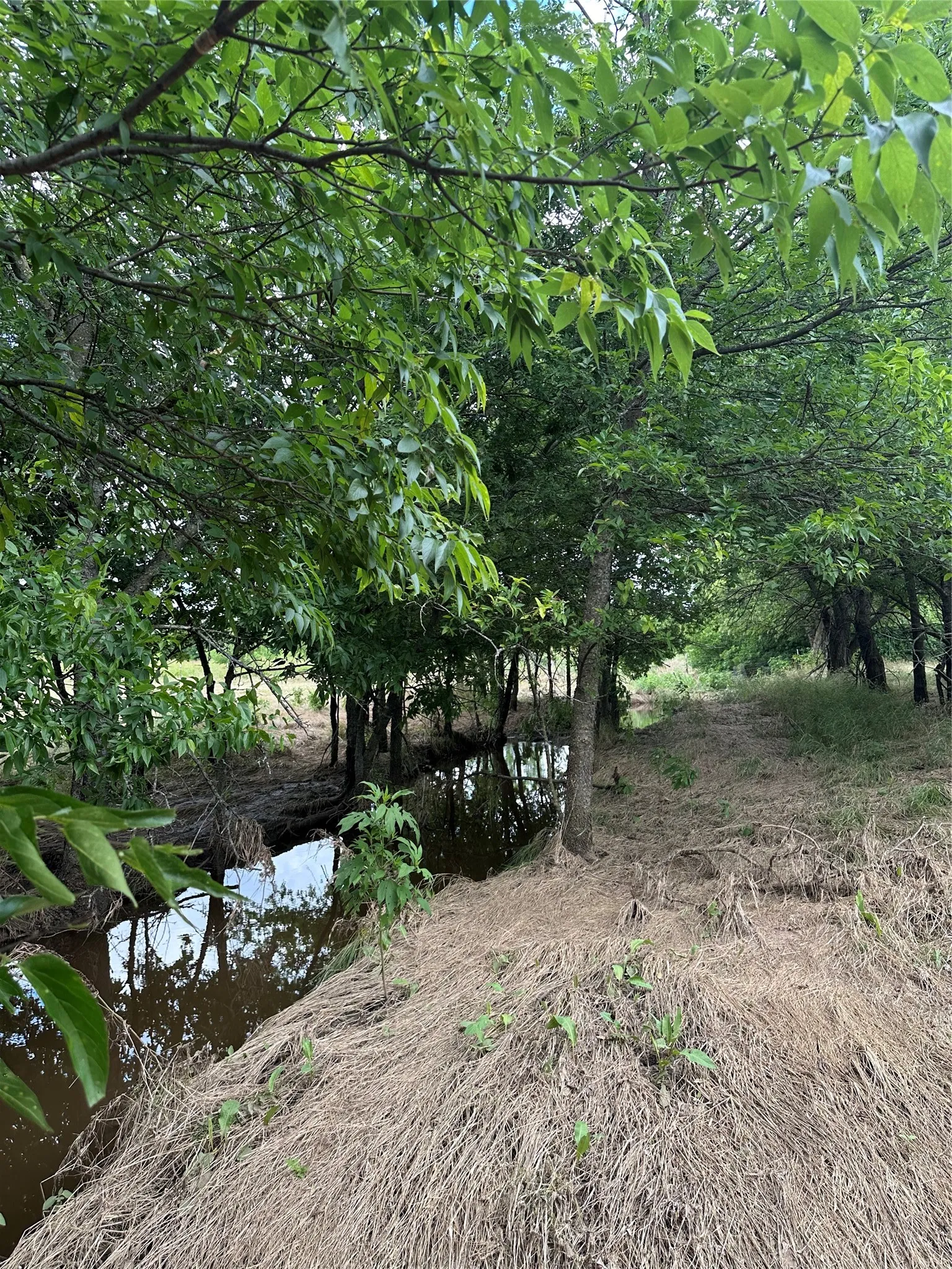 Creek area