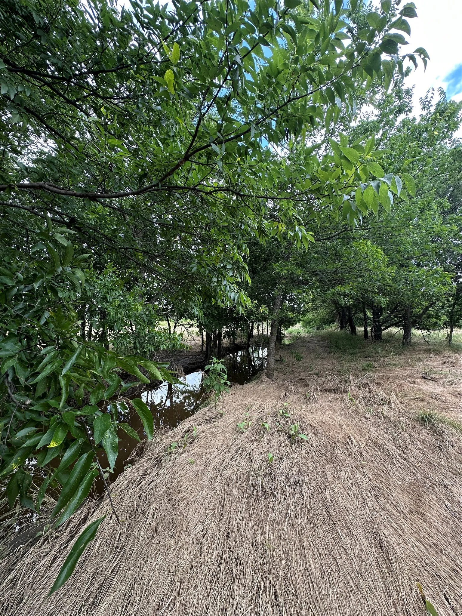 Creek area