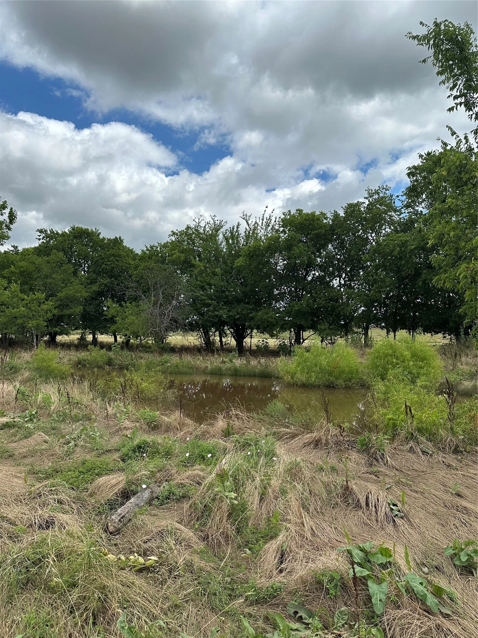 Creek and tree line