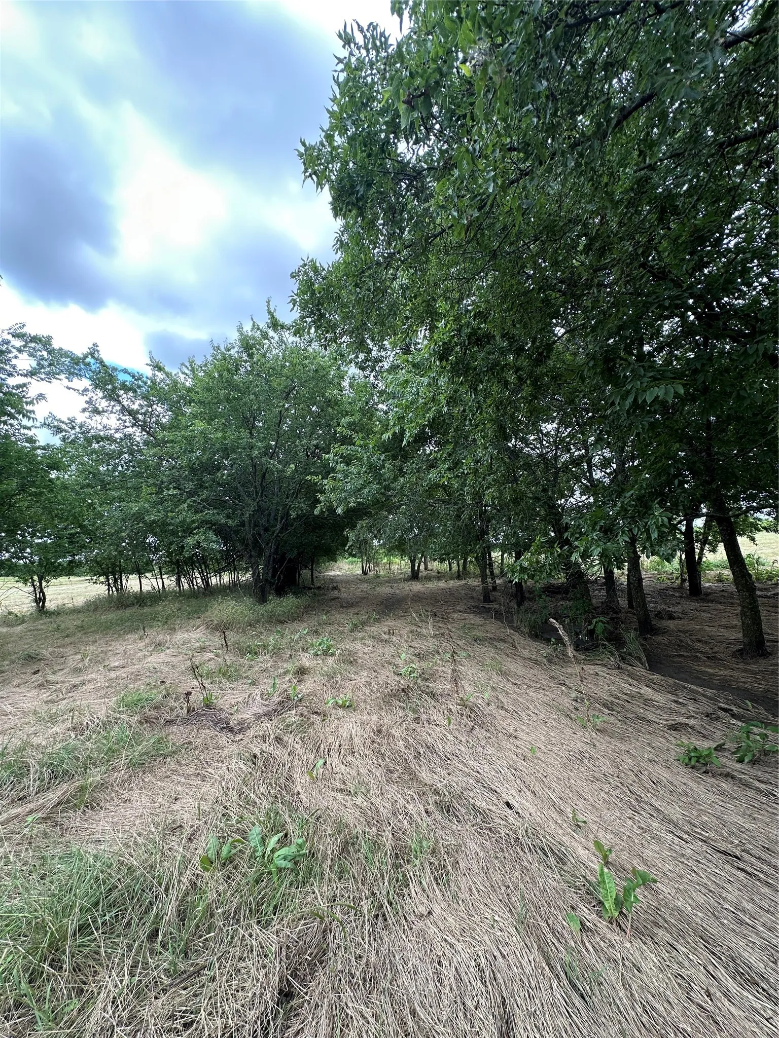 Creek and tree line