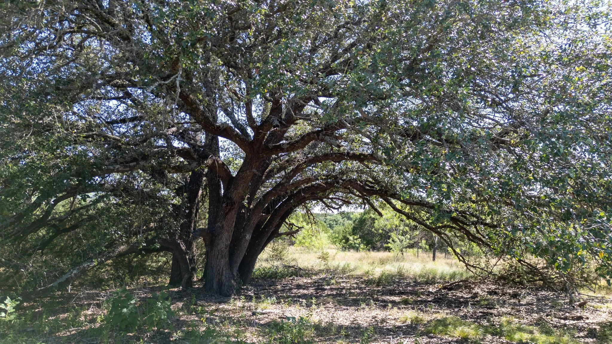 Unimproved Land For Sale in Hamilton County , Lot 3 Ph 2 PR 4218, Evant, Texas 76525, 0, 0, Garage spaces, 0 Sqft, built in 0, mls#21302886, Real Estate Agent in Evant, Homes For Sale in Hamilton county, Homes For Sale in Evant, Realtor in Evant Texas, Real Estate Brokerage Independent Realty Texas, Luminita Cordes Realtor