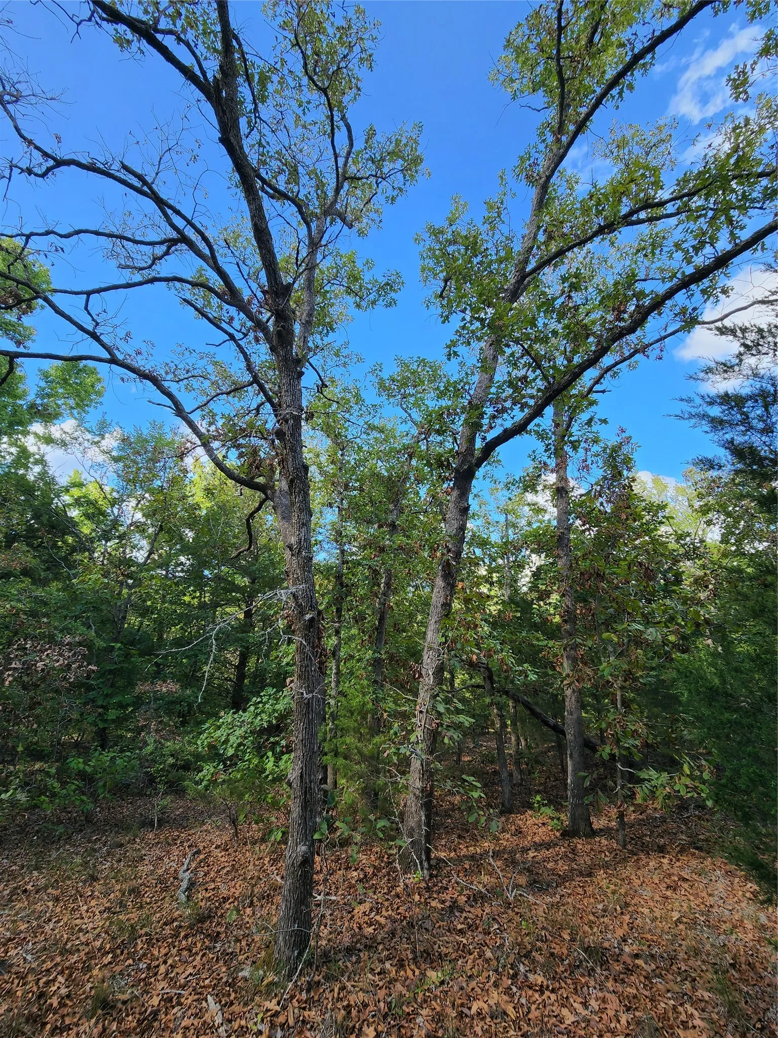 Improved Land For Sale in Henderson County , Lot 465 CR-4710, Larue, Texas 75770, 0, 0, Garage spaces, 0 Sqft, built in 0, Price $90,000, mls#21308440, Real Estate Agent in Larue, Homes For Sale in Henderson county, Homes For Sale in Larue, Realtor in Larue Texas, Real Estate Brokerage Independent Realty Texas, Luminita Cordes Realtor