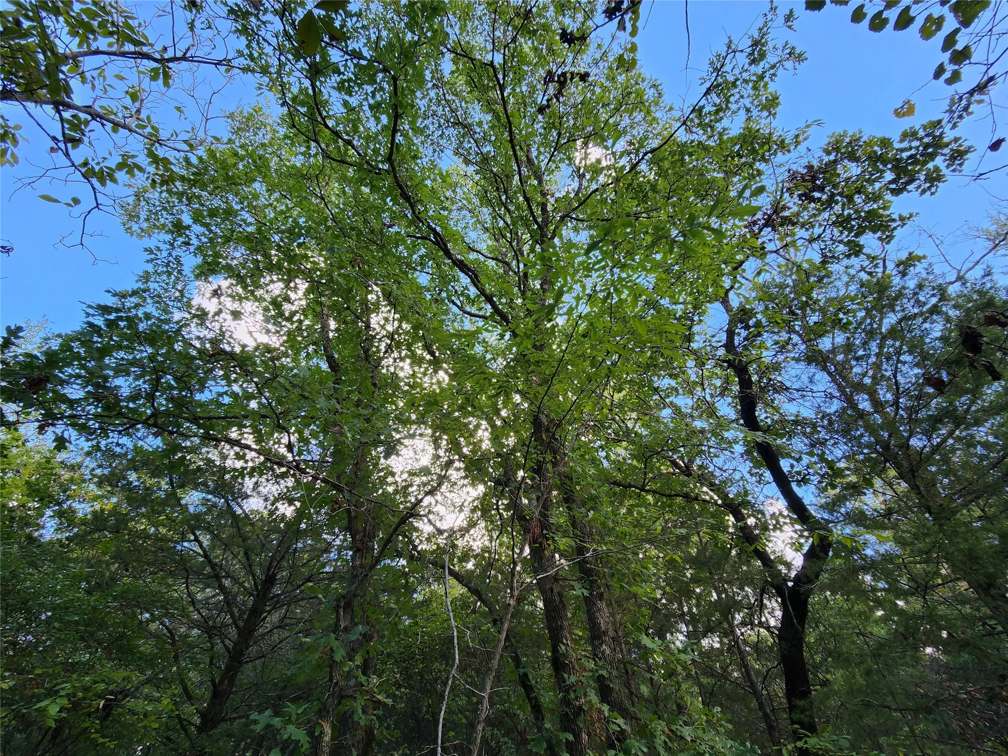 Improved Land For Sale in Henderson County , Lot 465 CR-4710, Larue, Texas 75770, 0, 0, Garage spaces, 0 Sqft, built in 0, Price $90,000, mls#21308440, Real Estate Agent in Larue, Homes For Sale in Henderson county, Homes For Sale in Larue, Realtor in Larue Texas, Real Estate Brokerage Independent Realty Texas, Luminita Cordes Realtor