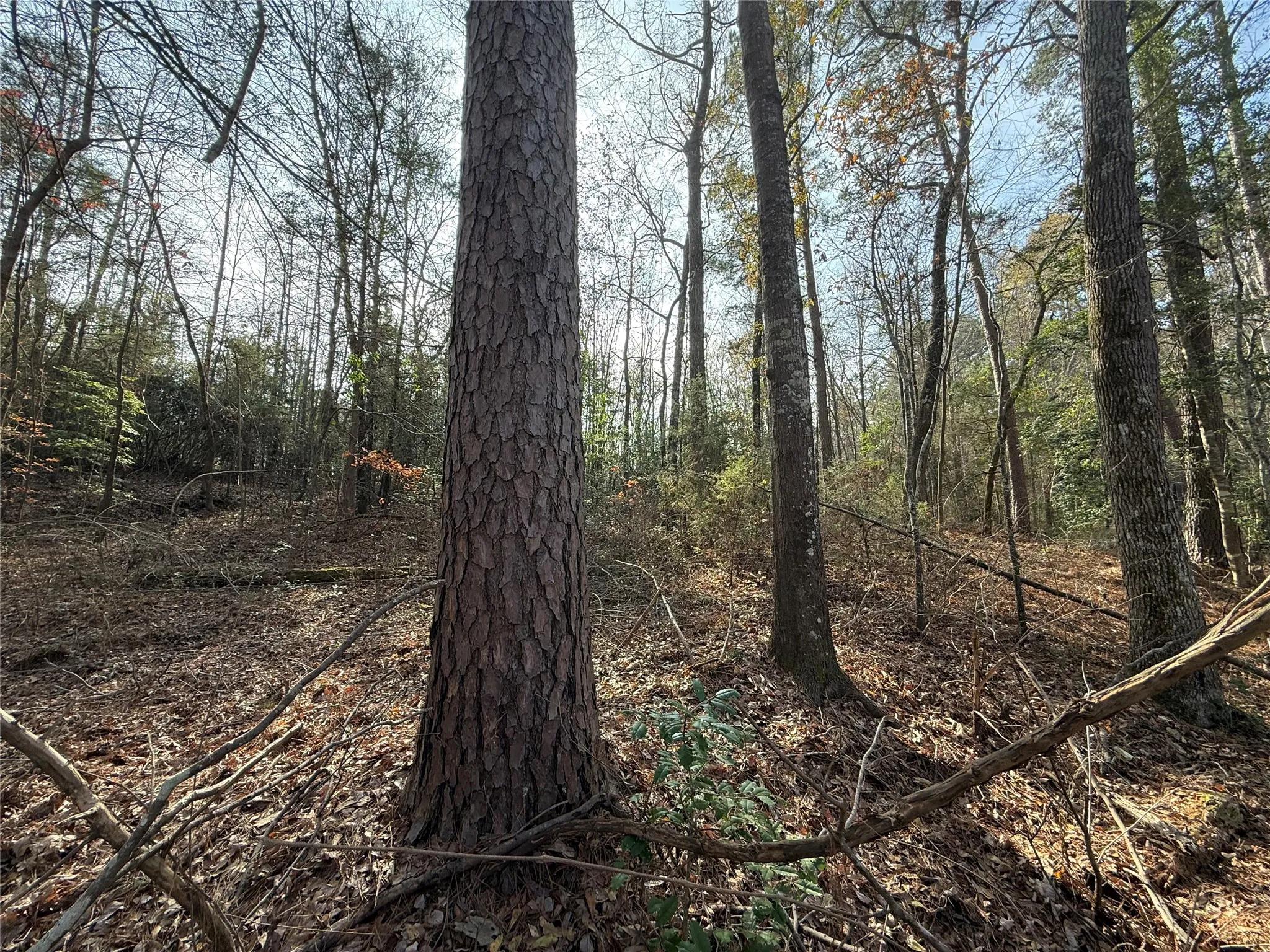 Unimproved Land For Sale in Cass County , 0 FM 2888, Marietta, Texas 75566, 0, 0, Garage spaces, 0 Sqft, built in 0, mls#21308504, Real Estate Agent in Marietta, Homes For Sale in Cass county, Homes For Sale in Marietta, Realtor in Marietta Texas, Real Estate Brokerage Independent Realty Texas, Luminita Cordes Realtor