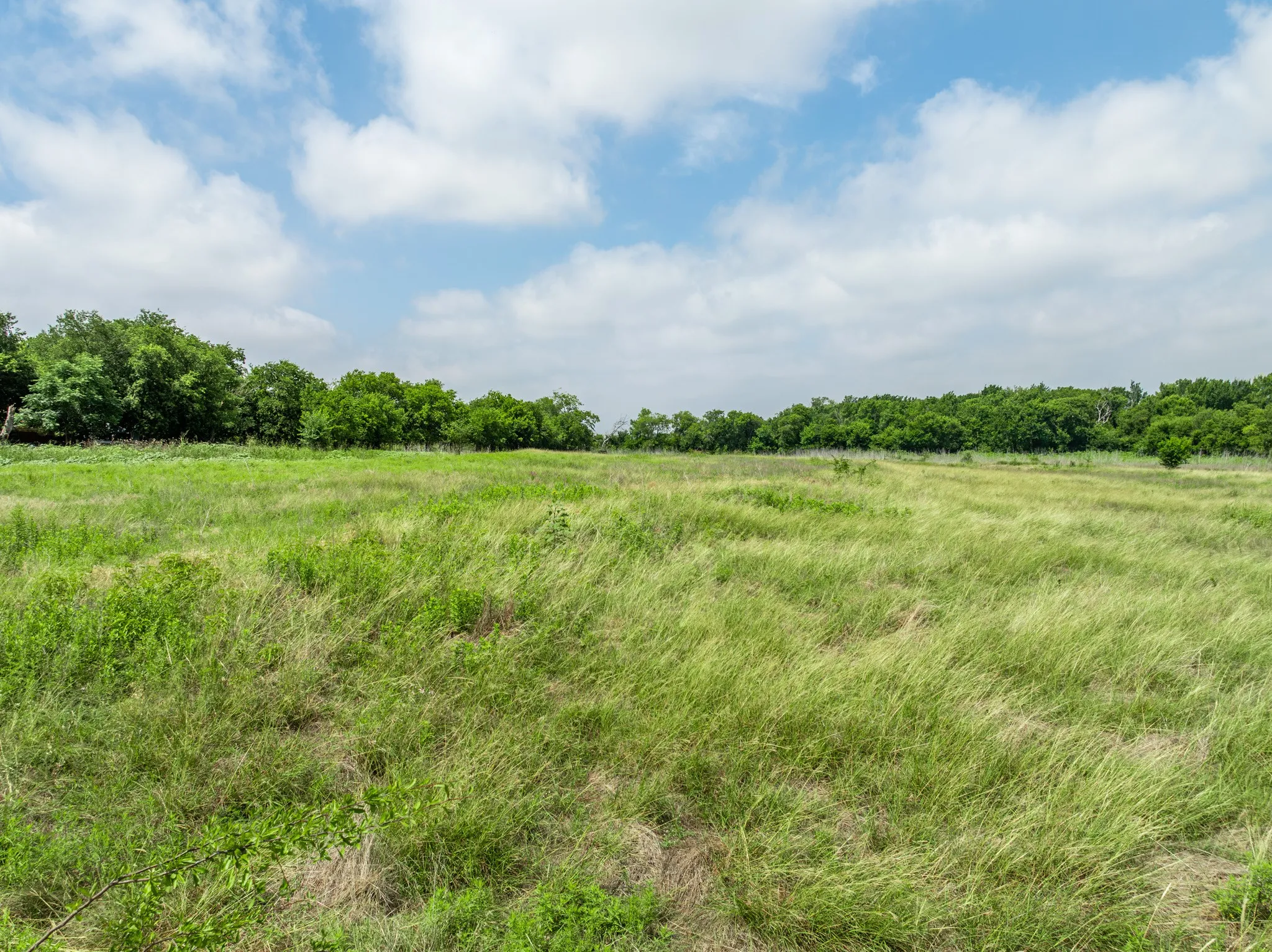 Expansive open lot featuring natural grasses and mature perimeter trees under a bright sky