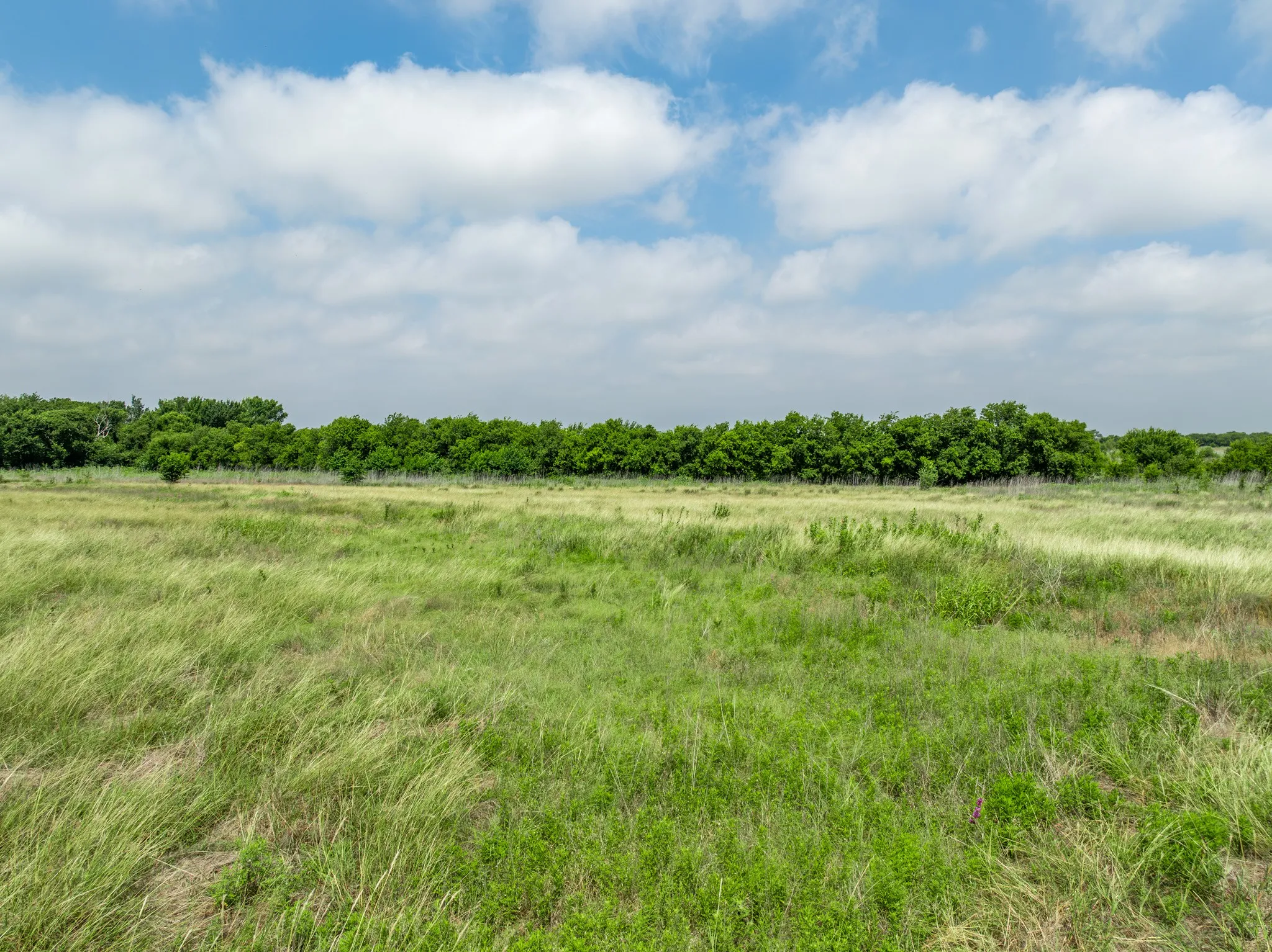 Expansive open field featuring varied green grasses and a distant tree line
