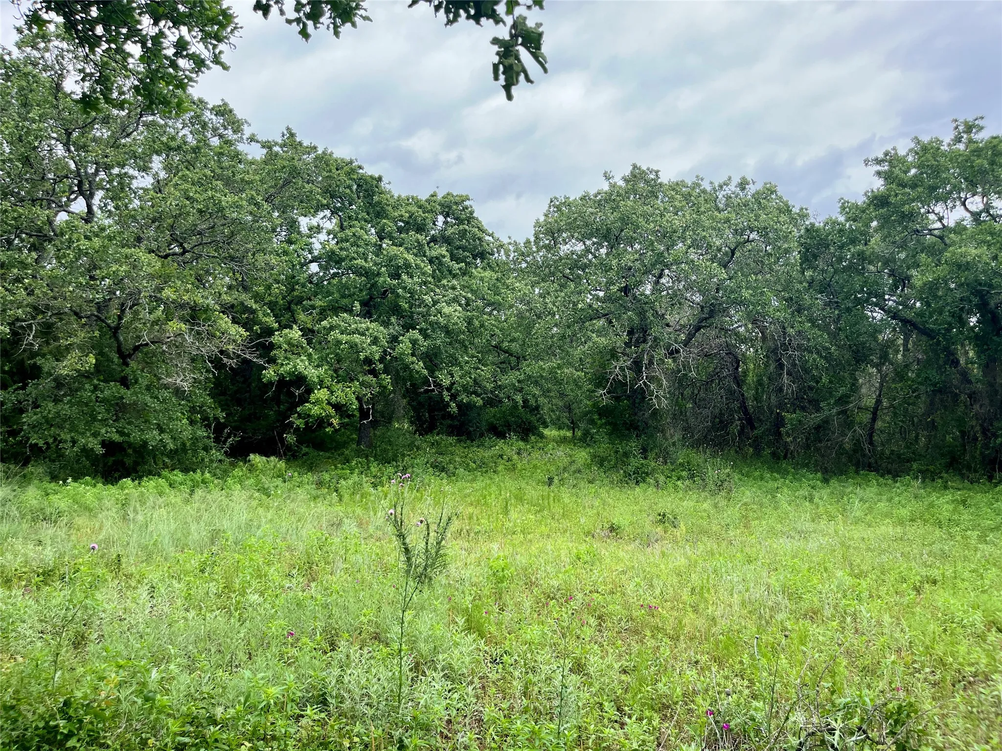 View of nature