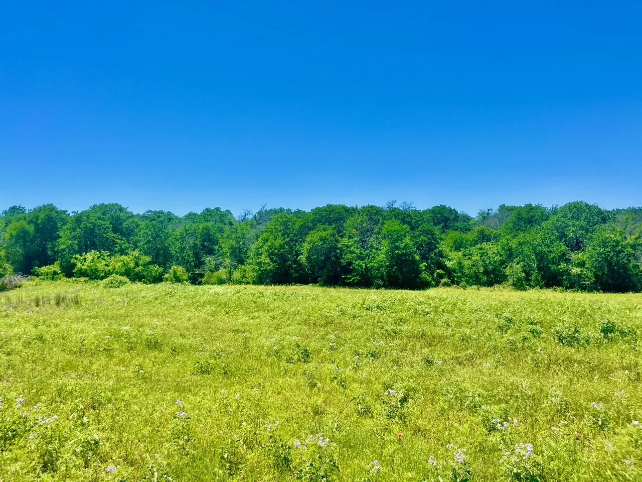 View of local wilderness with a rural view