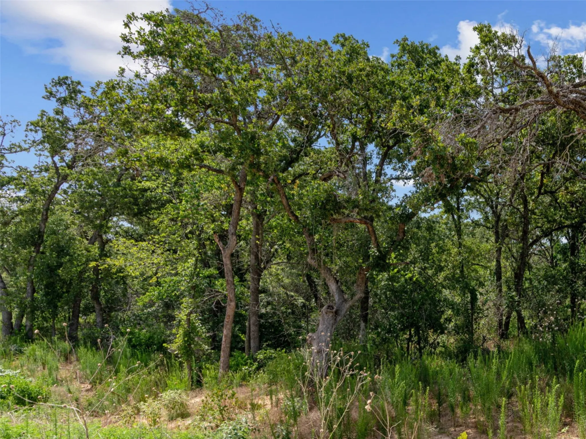 Unimproved Land For Sale in Parker County , Lot 54 Kilkenny Rd, Poolville, Texas 76487, 0, 0, Garage spaces, 0 Sqft, built in 0, mls#21309223, Real Estate Agent in Poolville, Homes For Sale in Parker county, Homes For Sale in Poolville, Realtor in Poolville Texas, Real Estate Brokerage Independent Realty Texas, Luminita Cordes Realtor