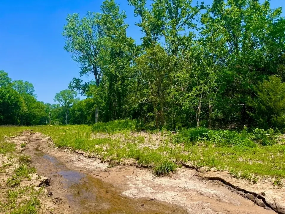 View of local wilderness