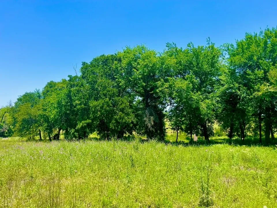 View of local wilderness with a rural view