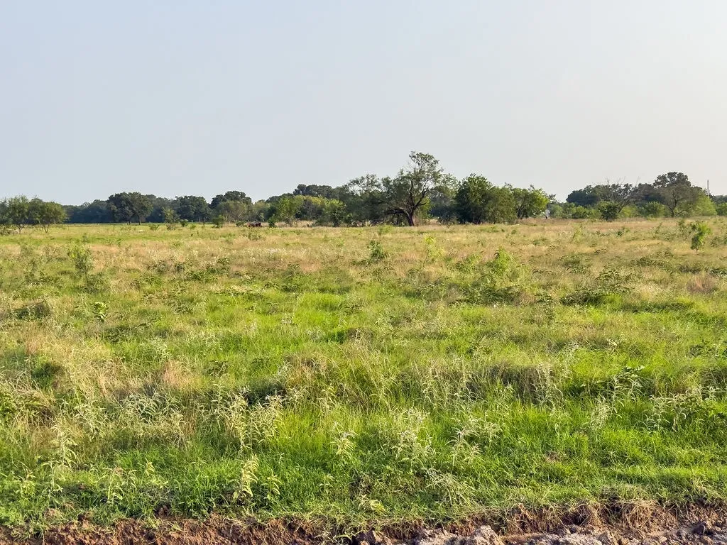 Expansive green and golden grassy field with scattered trees