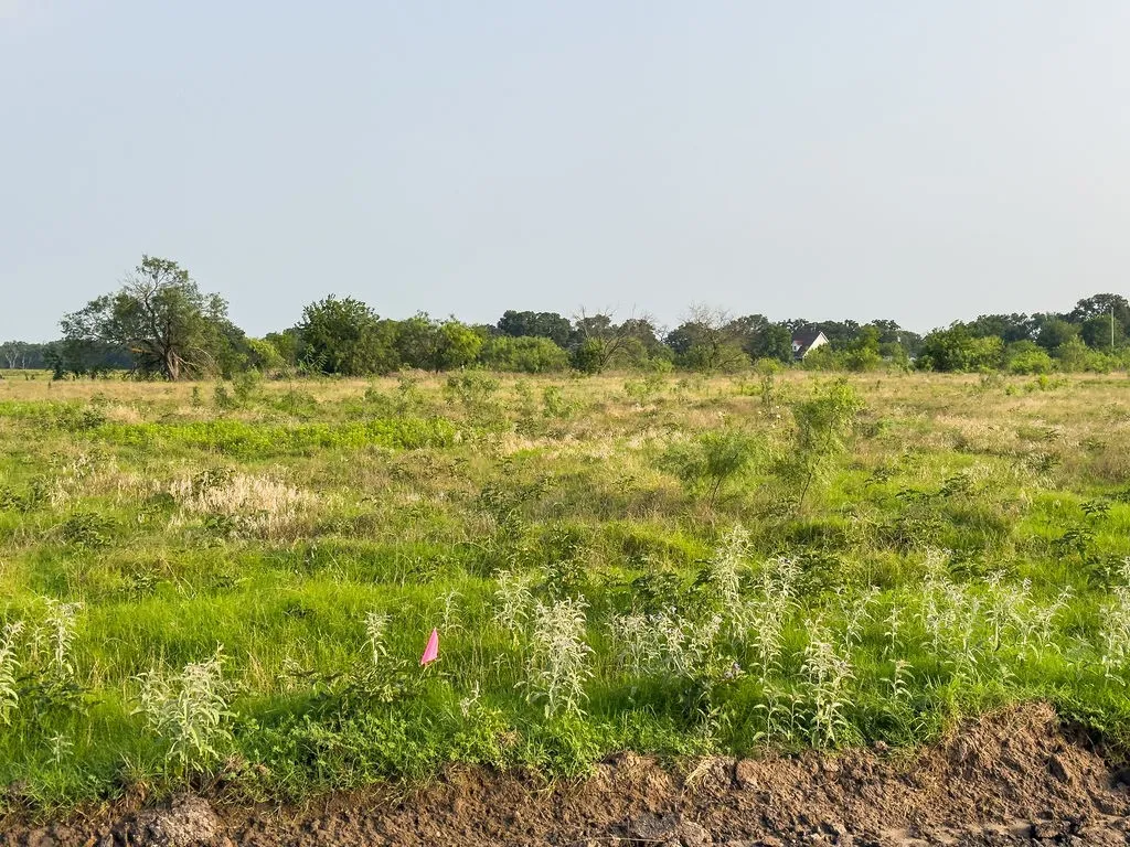 Expansive open field featuring varied green foliage and distant mature trees