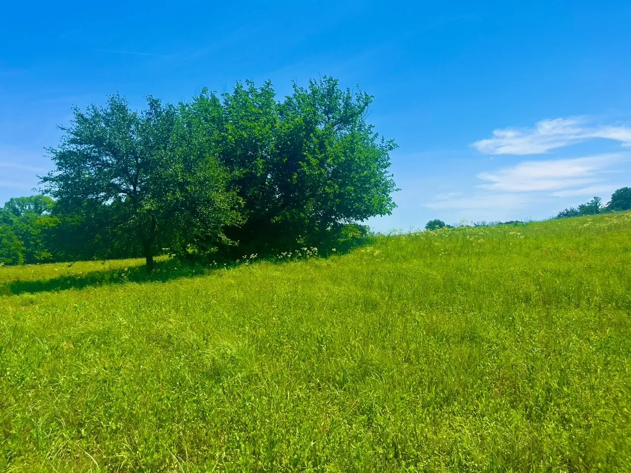 Unimproved Land For Sale in Parker County , Lot 102 Arlow Road, Poolville, Texas 76487, 0, 0, Garage spaces, 0 Sqft, built in 0, Price $94,900, mls#21309455, Real Estate Agent in Poolville, Homes For Sale in Parker county, Homes For Sale in Poolville, Realtor in Poolville Texas, Real Estate Brokerage Independent Realty Texas, Luminita Cordes Realtor